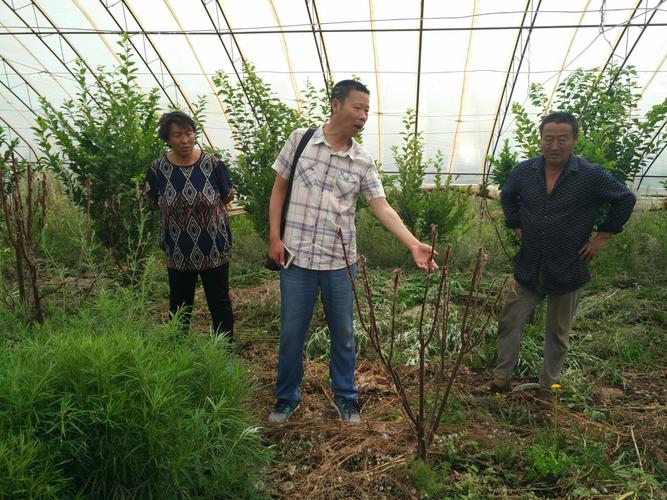 市农技推广中心深入绿康合作社开展技术服务，助力农业增效农民增收